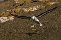 Black-browed Albatross (Thalassarche melanophrys) landing, Saunders Island, Falkland Islands