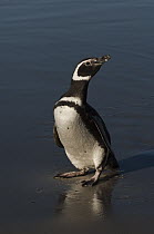 Magellanic Penguin (Spheniscus magellanicus), Saunders Island, Falkland Islands