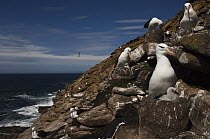 Black-browed Albatross (Thalassarche melanophrys) colony on cliff nests, Saunders Island, Falkland Islands