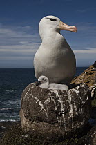 Black-browed Albatross (Thalassarche melanophrys) with chick on pedestal nest, Saunders Island, Falkland Islands