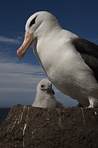 Black-browed Albatross (Thalassarche melanophrys) with chick, Saunders Island, Falkland Islands
