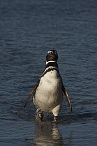 Magellanic Penguin (Spheniscus magellanicus) on beach, Saunders Island, Falkland Islands