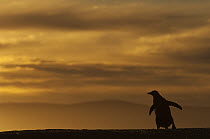 Gentoo Penguin (Pygoscelis papua) at sunset, Saunders Island, Falkland Islands