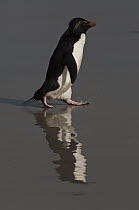 Rockhopper Penguin (Eudyptes chrysocome) on beach, Saunders Island, Falkland Islands
