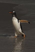 Gentoo Penguin (Pygoscelis papua) on beach, Saunders Island, Falkland Islands