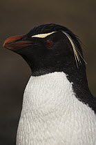 Rockhopper Penguin (Eudyptes chrysocome), Saunders Island, Falkland Islands