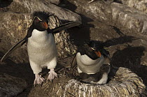 Rockhopper Penguin (Eudyptes chrysocome) pair and chick on nest, Saunders Island, Falkland Islands