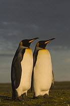 King Penguin (Aptenodytes patagonicus) pair, Volunteer Point, East Falkland Island, Falkland Islands