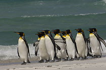 King Penguin (Aptenodytes patagonicus) group on beach, Volunteer Point, East Falkland Island, Falkland Islands