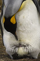 King Penguin (Aptenodytes patagonicus) incubating egg on feet, Volunteer Point, East Falkland Island, Falkland Islands