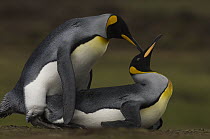 King Penguin (Aptenodytes patagonicus) pair mating, Volunteer Point, East Falkland Island, Falkland Islands