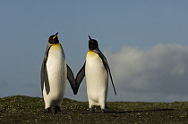 King Penguin (Aptenodytes patagonicus) pair, Volunteer Point, East Falkland Island, Falkland Islands