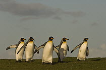 King Penguin (Aptenodytes patagonicus) group walking, Volunteer Point, East Falkland Island, Falkland Islands