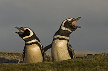 Magellanic Penguin (Spheniscus magellanicus) pair calling from burrow entrance, Volunteer Point, East Falkland Island, Falkland Islands