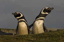 Magellanic Penguin (Spheniscus magellanicus) displaying from burrow entrance, Volunteer Point, East Falkland Island, Falkland Islands