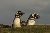 Magellanic Penguin (Spheniscus magellanicus) pair and chick at burrow entrance, Volunteer Point, East Falkland Island, Falkland Islands