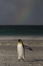King Penguin (Aptenodytes patagonicus) on beach with rainbow, Volunteer Point, East Falkland Island, Falkland Islands