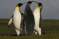 King Penguin (Aptenodytes patagonicus) trio in courtship, Volunteer Point, East Falkland Island, Falkland Islands