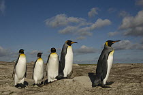 King Penguin (Aptenodytes patagonicus) group, Volunteer Point, East Falkland Island, Falkland Islands