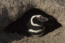 Magellanic Penguin (Spheniscus magellanicus) in burrow, Volunteer Point, East Falkland Island, Falkland Islands