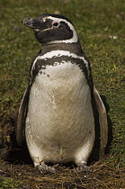 Magellanic Penguin (Spheniscus magellanicus), Volunteer Point, East Falkland Island, Falkland Islands