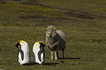 King Penguin (Aptenodytes patagonicus) pair and Domestic Sheep (Ovis aries), Volunteer Point, East Falkland Island, Falkland Islands