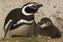 Magellanic Penguin (Spheniscus magellanicus) and chick, Volunteer Point, East Falkland Island, Falkland Islands