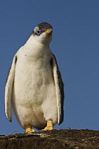 Gentoo Penguin (Pygoscelis papua) chick, Volunteer Point, East Falkland Island, Falkland Islands