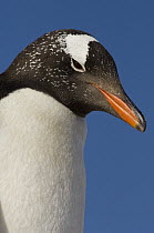 Gentoo Penguin (Pygoscelis papua), Volunteer Point, East Falkland Island, Falkland Islands