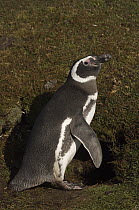 Magellanic Penguin (Spheniscus magellanicus) at burrow entrance, Volunteer Point, East Falkland Island, Falkland Islands