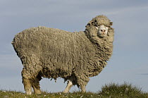 Domestic Sheep (Ovis aries), Volunteer Point, East Falkland Island, Falkland Islands