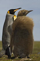 King Penguin (Aptenodytes patagonicus) adult and chick, Volunteer Point, East Falkland Island, Falkland Islands