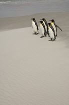 King Penguin (Aptenodytes patagonicus) group on beach, Volunteer Point, East Falkland Island, Falkland Islands