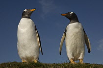 Gentoo Penguin (Pygoscelis papua), Volunteer Point, East Falkland Island, Falkland Islands