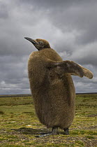 King Penguin (Aptenodytes patagonicus) chick, Volunteer Point, East Falkland Island, Falkland Islands