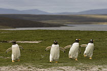 Gentoo Penguin (Pygoscelis papua) group running, Volunteer Point, East Falkland Island, Falkland Islands