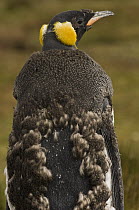 King Penguin (Aptenodytes patagonicus) molting, Volunteer Point, East Falkland Island, Falkland Islands
