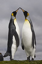 King Penguin (Aptenodytes patagonicus) pair courting, Volunteer Point, East Falkland Island, Falkland Islands