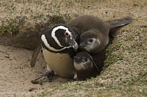 Magellanic Penguin (Spheniscus magellanicus) and chicks, Volunteer Point, East Falkland Island, Falkland Islands
