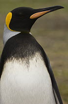 King Penguin (Aptenodytes patagonicus) with unusual markings, Volunteer Point, East Falkland Island, Falkland Islands