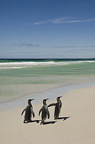 King Penguin (Aptenodytes patagonicus) trio on beach, Volunteer Point, East Falkland Island, Falkland Islands