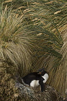 Rockhopper Penguin (Eudyptes chrysocome) on nest in tussock grass, West Point Island, Falkland Islands