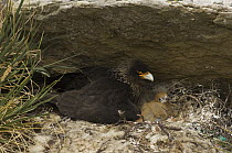 Striated Caracara (Phalcoboenus australis) on nest with three chicks, Carcass Island, Falkland Islands