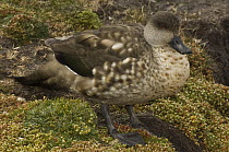 Crested Duck (Lophonetta specularioides), Carcass Island, Falkland Islands