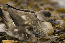 Crested Duck (Lophonetta specularioides) with duckling, Carcass Island, Falkland Islands
