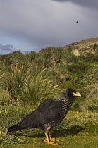 Striated Caracara (Phalcoboenus australis), West Point Island, Falkland Islands