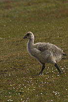Upland Goose (Chloephaga picta) goslings, West Point Island, Falkland Islands