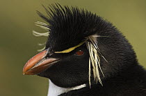 Rockhopper Penguin (Eudyptes chrysocome), West Point Island, Falkland Islands