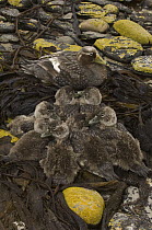 Falklands Steamerduck (Tachyeres brachypterus) mother with ducklings, Carcass Island, Falkland Islands