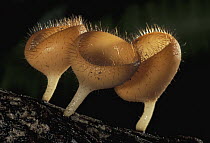 Cup Fungus (Cookeina tricholoma) mushrooms, western Colombia